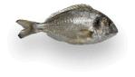 Imagen de un pescado